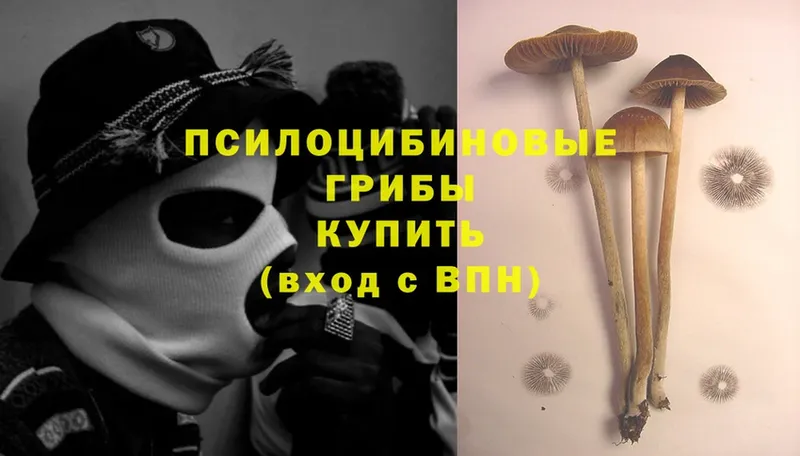 наркота  Шадринск  Галлюциногенные грибы MAGIC MUSHROOMS 